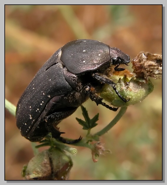 coleottero goloso: Protaetia morio